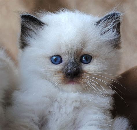 35 Cats With Totally Cool Markings #catbreeds Ragdoll Cat Breed – 20 Beautiful Ragdoll Images to ...