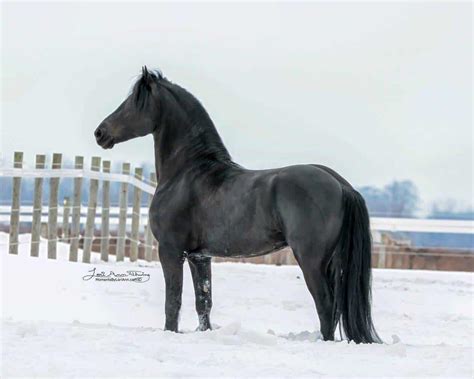 15 Breathtaking Photos Of Horses In The Winter