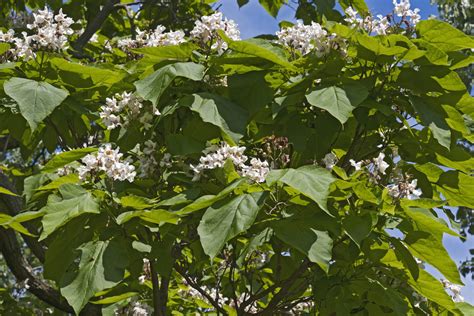 Northern Catalpa - Catalpa Speciosa | Deciduous Trees | Cold Stream Farm