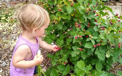 Growing small blackberry and raspberry bushes on stakes - Greg Alder's ...