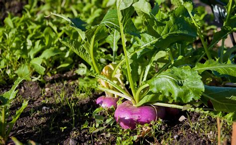 How to Grow Turnips for Beginners | Simple Living Country Gal