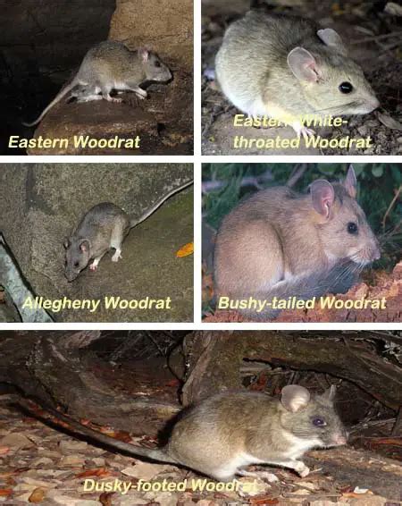 Bushy-Tailed Woodrats - Habitat, Lifespan, and Removal Methods