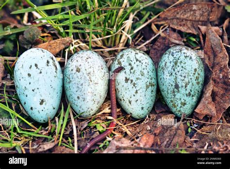 Oology. Egg clutch of Hooded crow (Corvus cornix) from rural nest ...