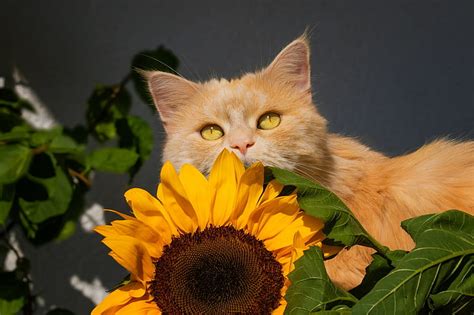 HD wallpaper: Cats, Pet, Sunflower | Wallpaper Flare