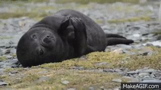 Seal GIF - Find & Share on GIPHY