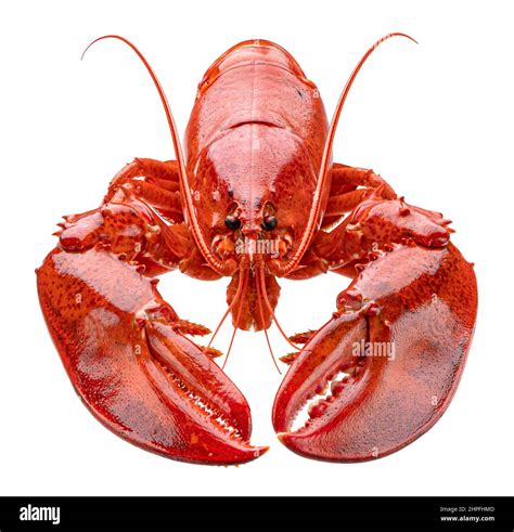 Cooked lobster isolated on white background, full depth of field Stock Photo - Alamy