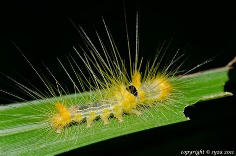 Yellow hairy caterpillar... | Caterpillar, Hairy, Critter