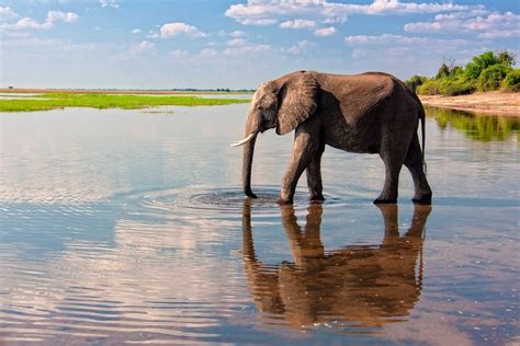 Visit Chobe National Park: 2021 Travel Guide for Chobe National Park, Chobe District | Expedia