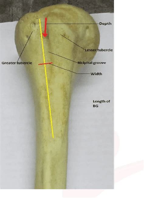 Bicipital Groove - Anatomy, Attachments, Function