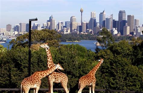 Taronga Zoo ends legal fight over name with Western Sydney’s Sydney Zoo | News Local