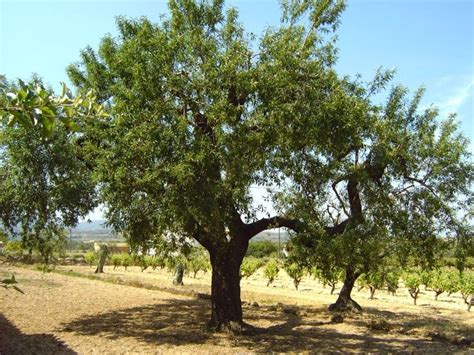 Sweet Almond Tree - Plants, Tree, English Garden