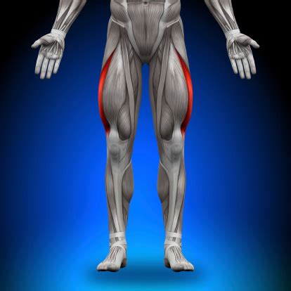 Vastus Lateralis Anatomy Muscles Stock Photo - Download Image Now - iStock