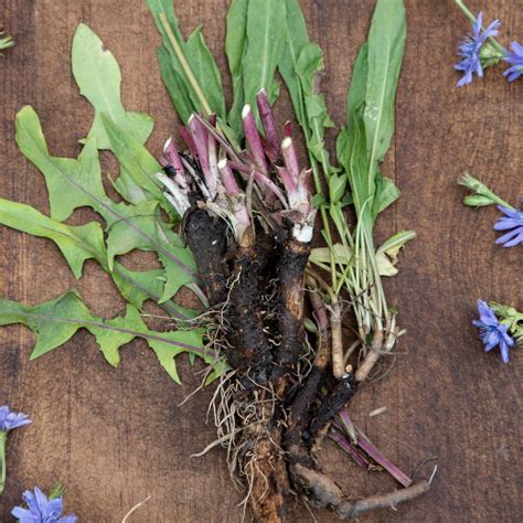 Chicory Root - Small House Farm