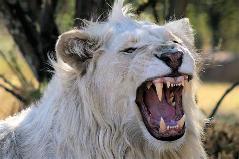 Surprise White Lion Twins Survive after C-Section