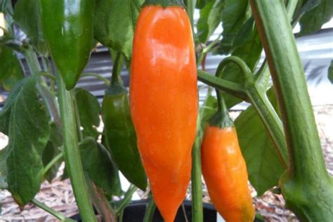 Aji Amarillo Pepper Seeds | Super Hot Chiles