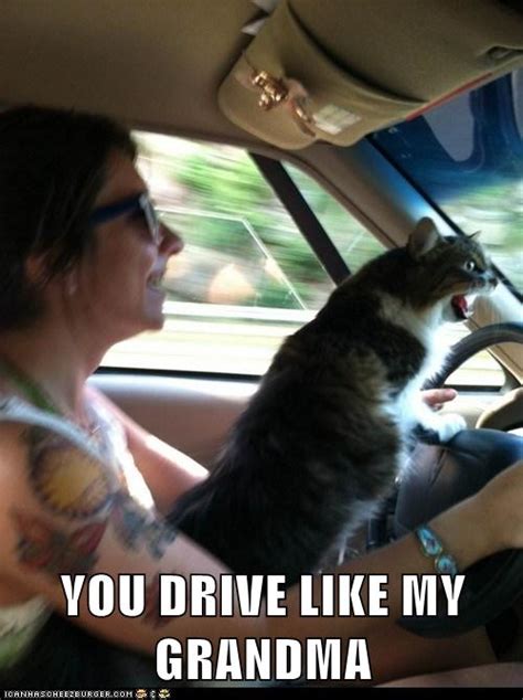 YOU DRIVE LIKE MY GRANDMA - Lolcats - lol | cat memes | funny cats | funny cat pictures with ...