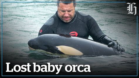 Rescuers try to reunite stranded baby orca with pod | nzherald.co.nz ...