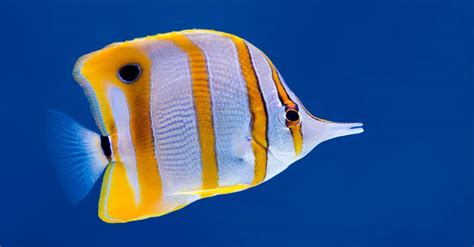 Butterfly Fish - A-Z Animals