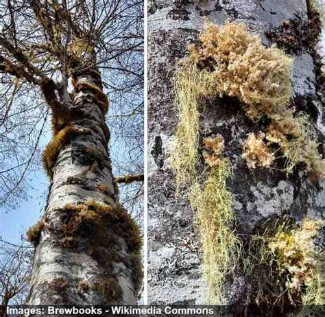 Alder Trees: Leaves, Bark, Flowers, Cones - Identification (Pictures)