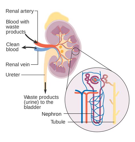 16.4 Kidneys – Human Biology
