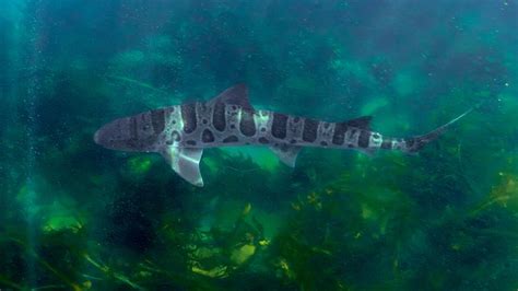 La Jolla Leopard & Tope Sharks (Aug 2023) — Camera And A Shark