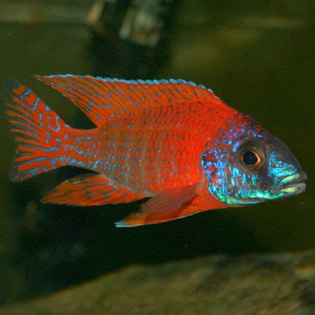 Red Peacock Cichlid 7/8cm - Aquatics To Your Door