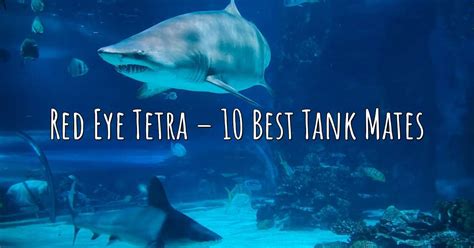 Red Eye Tetra – 10 Best Tank Mates – Aqua Revolt