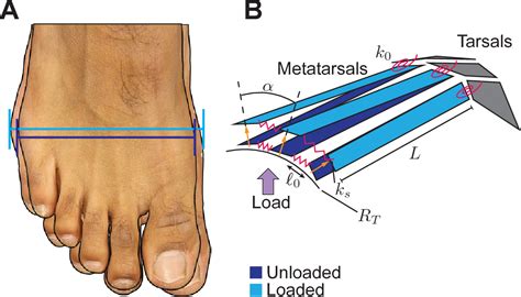 [PDF] Contribution of the transverse arch to foot stiffness in humans | Semantic Scholar