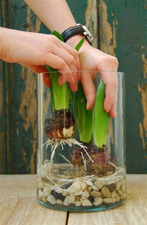 How to grow tulip bulbs indoors #Flowers | ガーデニングのアイデア, 植物栽培, 花の植え付け