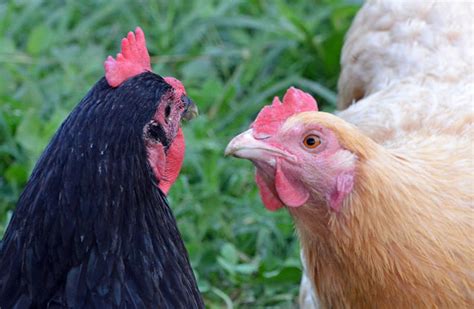 Salmonella: The Chicken-Kissing Disease? - Hobby Farms