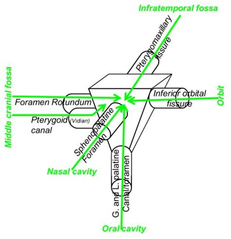 Rosenmuller Fossa Anatomy Diagram