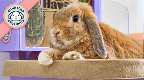 Bumblefoot Prevention: Secrets to Protect Rabbit Health | BunnyDad – GuineaDad