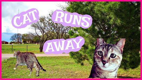 CUTEST CAT RUNS AWAY! - YouTube