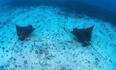 Culebra Snorkeling Tour with Visit to Flamenco Beach