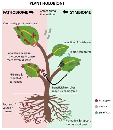 Transgenic Plants And Animals Examples