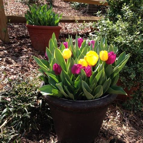 Planting Spring-Blooming Bulbs in Containers - FineGardening | Planting bulbs in spring, Spring ...