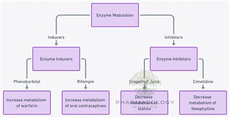 Enzyme inducers | Pharmacology Mentor