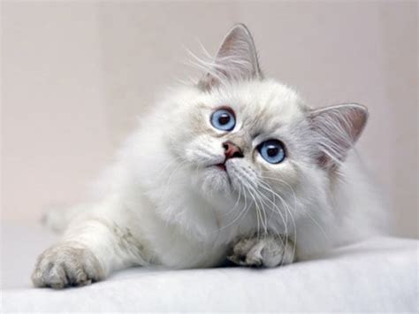 خلفيات القطط البيضاء , اجمل صورة قطة بجودة عالية , 2021 White Cat Wallpapers | صقور الإبدآع