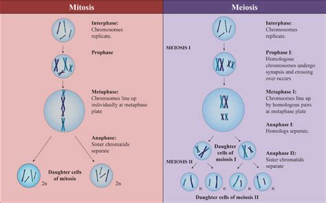 how is anaphase 2 similar to anaphase in mitosis? - Brainly.com