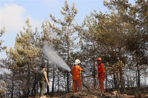 Glorifying hatred of nature, PKK continues arson of Turkey’s forests | Daily Sabah