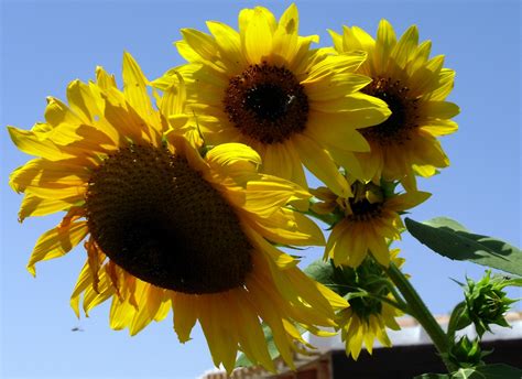 Will's Eats: Sunflowers