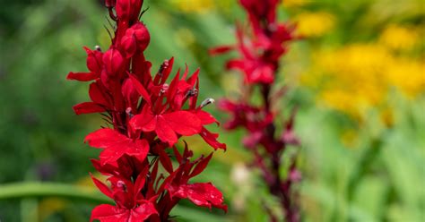 Red Flowers That Attract Hummingbirds (Plant These Favorites)