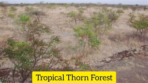Tropical Thorn Forest - Forest Types Of Pakistan - YouTube
