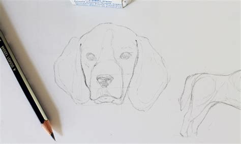 How To Draw A Cute Realistic Dog Step By Step / Using the hb pencil, the artist makes a large ...
