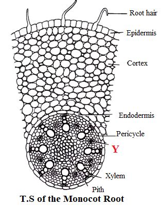 Root Diagram Monocot