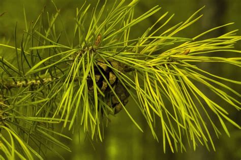 Free picture: mountain, pine tree, branch, green leaves, plant, forest