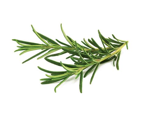 Top Ten Health Benefits of Rosemary – Wealth Result