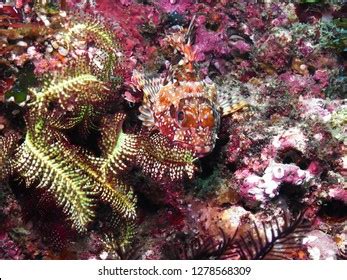 150 imágenes de Marbled rockfish - Imágenes, fotos y vectores de stock | Shutterstock