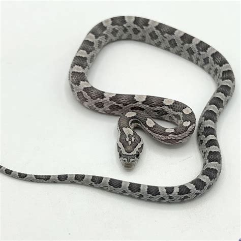 Top 40 Corn Snake Morphs (Color Chart, Pics, And Prices), 49% OFF