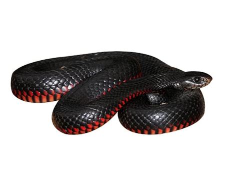 Red-bellied Black Snake (Pseudechis porphyriacus) - ReptileTalk NET